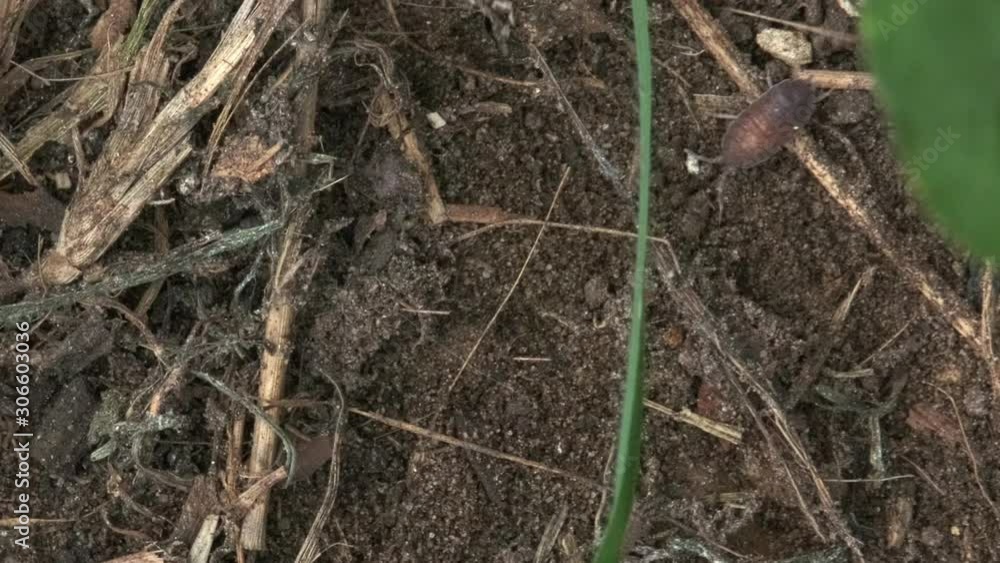 Many Woodlouse running on the ground. ProRes 10 Bit mov. Many Woodlouse running on the ground. ProRes 10 Bit mov.