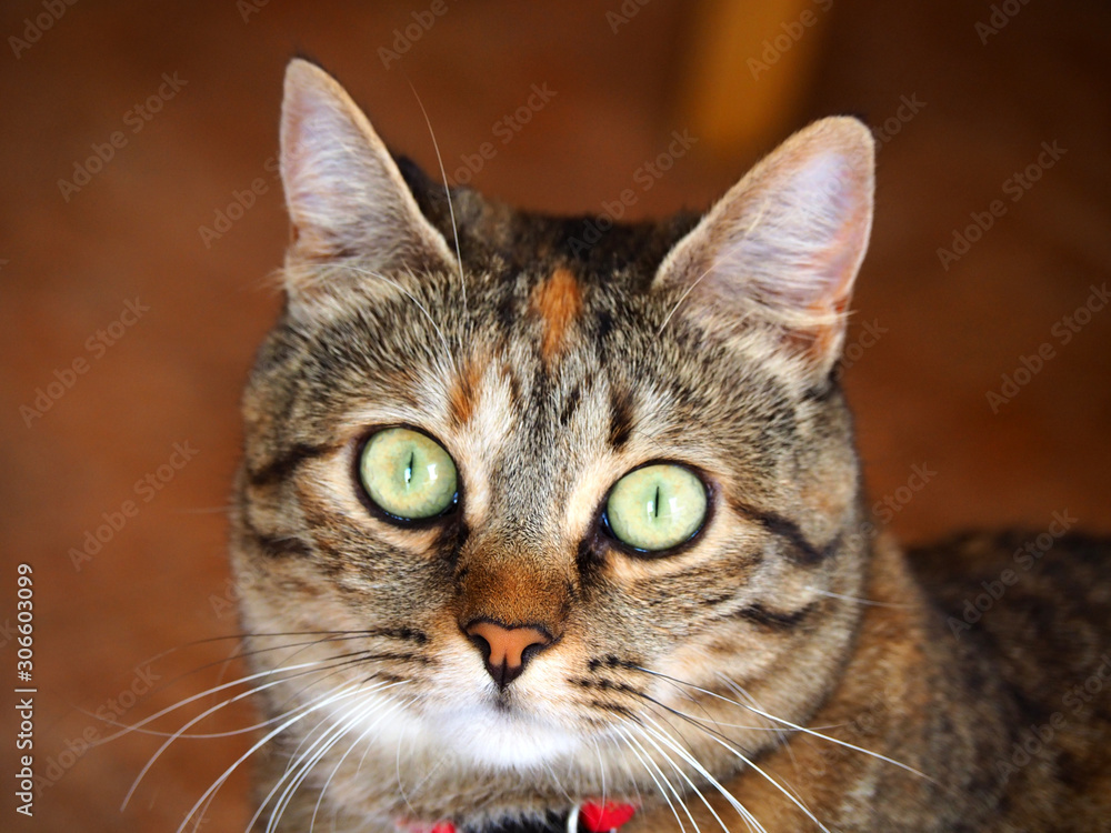 Portrait of a cute brown and white female cat Portrait of a cute brown and white female cat