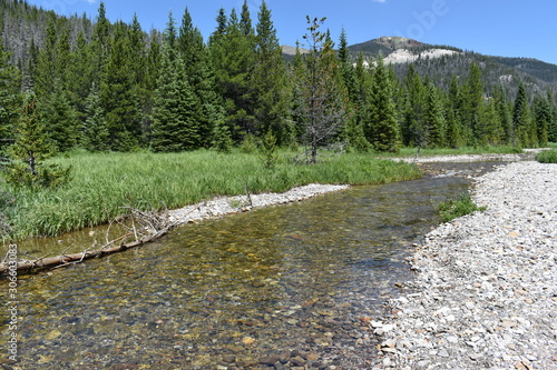 river in the forest