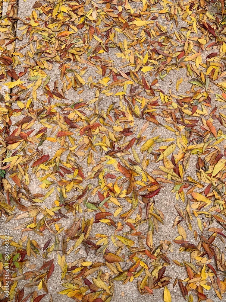 Colorful autum leaves blown on the sidewalk Colorful autum leaves blown on the sidewalk