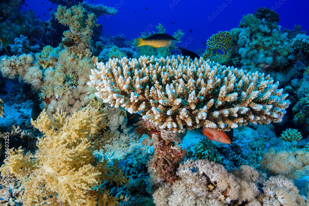 Coral Reef at the Red Sea, Egypt Coral Reef at the Red Sea, Egypt