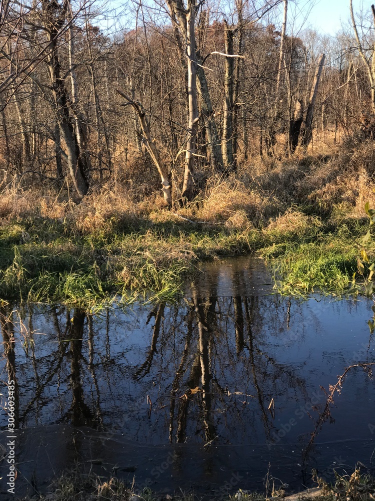 reflection of trees in water