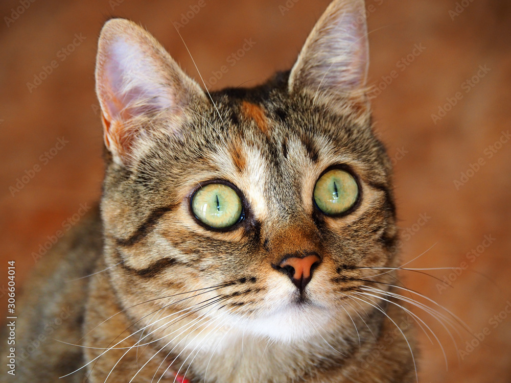 Portrait of a cute brown and white female cat Portrait of a cute brown and white female cat