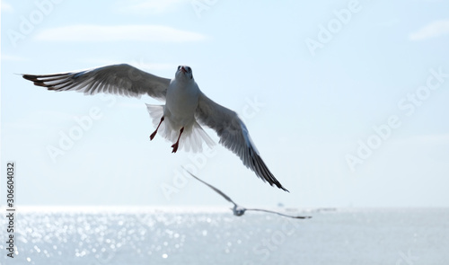 Flying seagull on blur background © surasak
