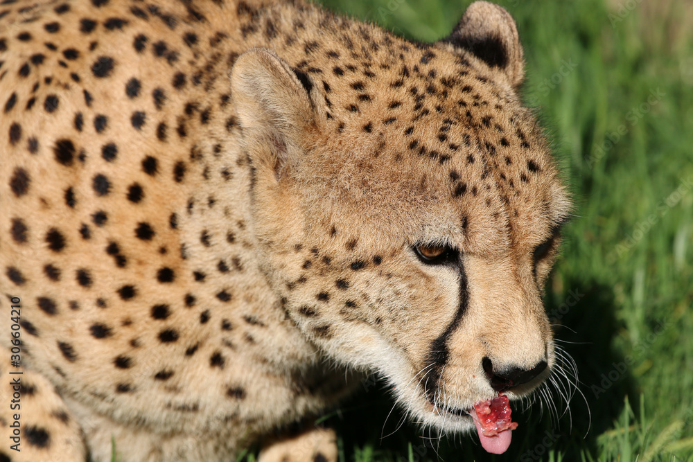 Gepard (Acinonyx jubatus) in Südafrika Gepard (Acinonyx jubatus) in Südafrika