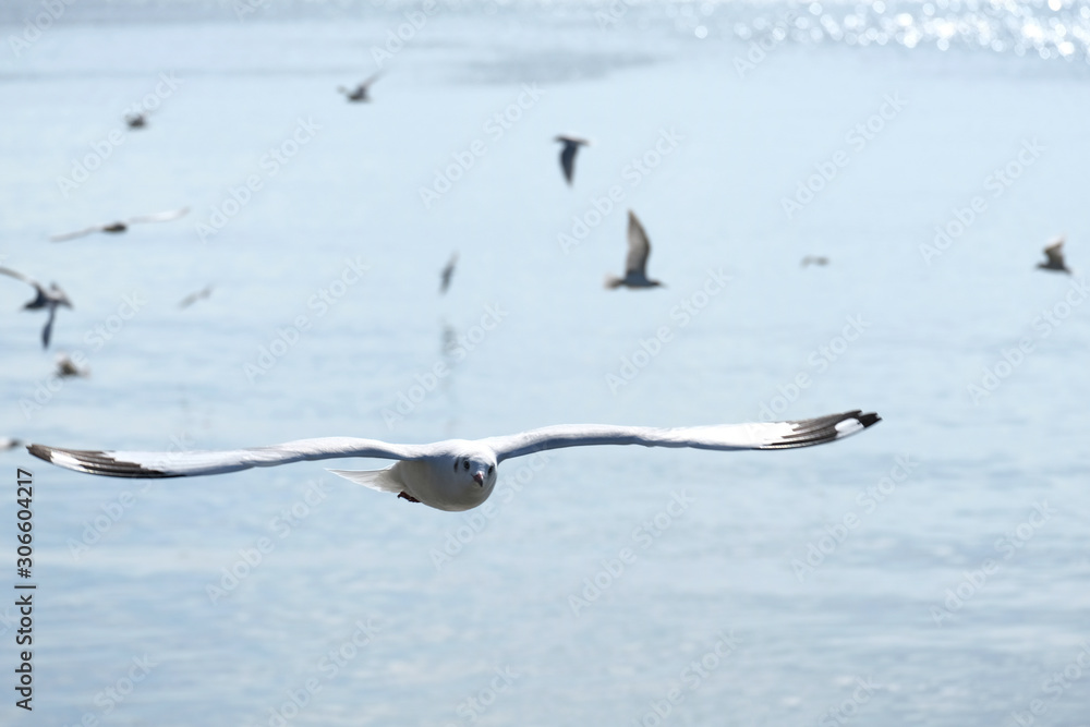 Flying white seagull on blur background Flying white seagull on blur background