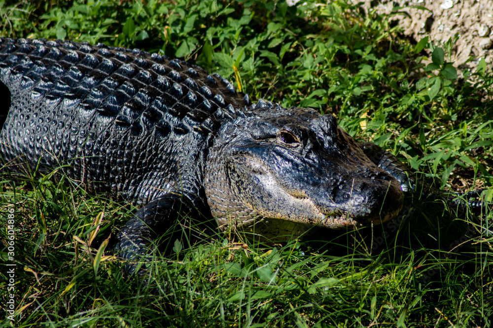 American Alligator