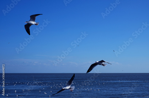 Three seagulls flying over the blue sea