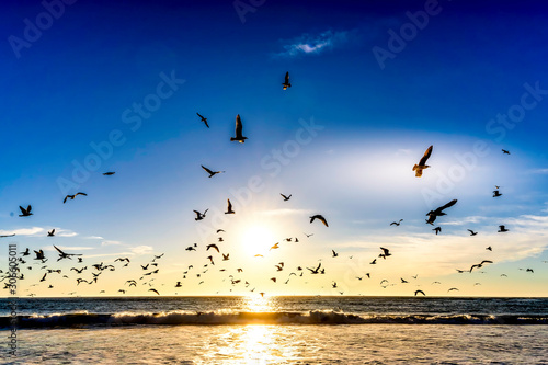 Fotografie, Obraz flock of seagulls Flying at Beach over Ocean