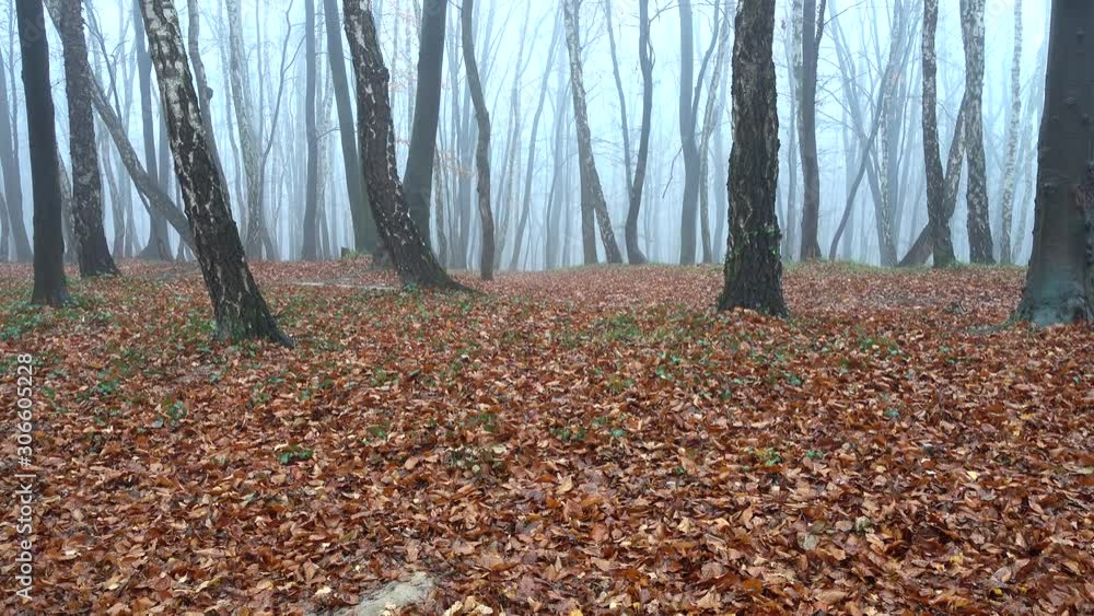 Fog in the forest. Shooting in the fall. Fog in the forest. Shooting in the fall.
