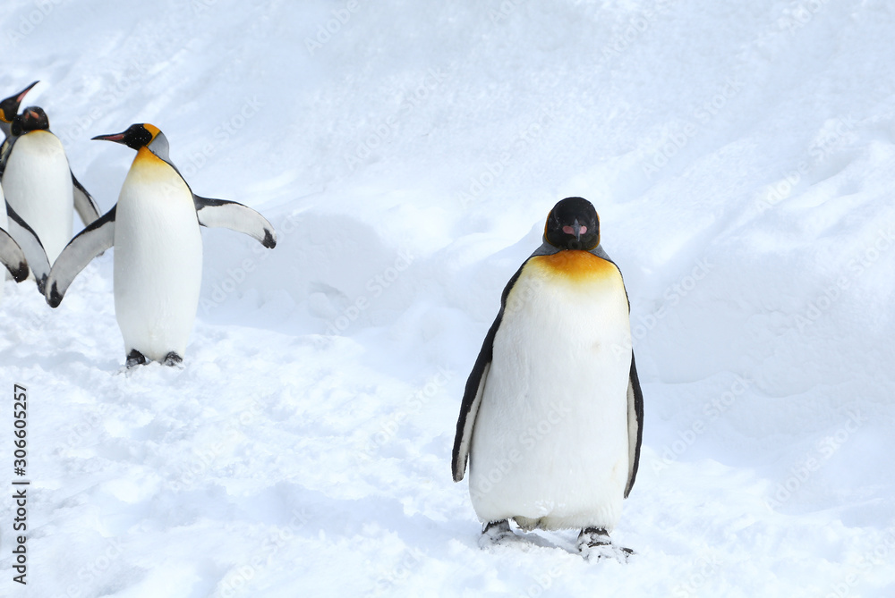 Fototapeta premium キングペンギン