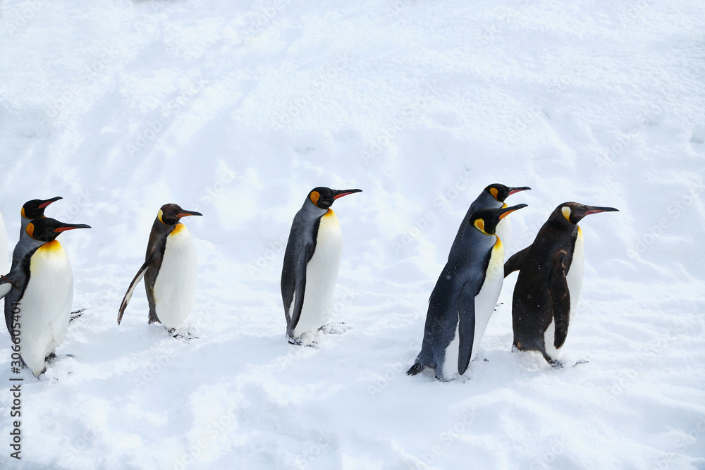 Obraz premium キングペンギンの散歩