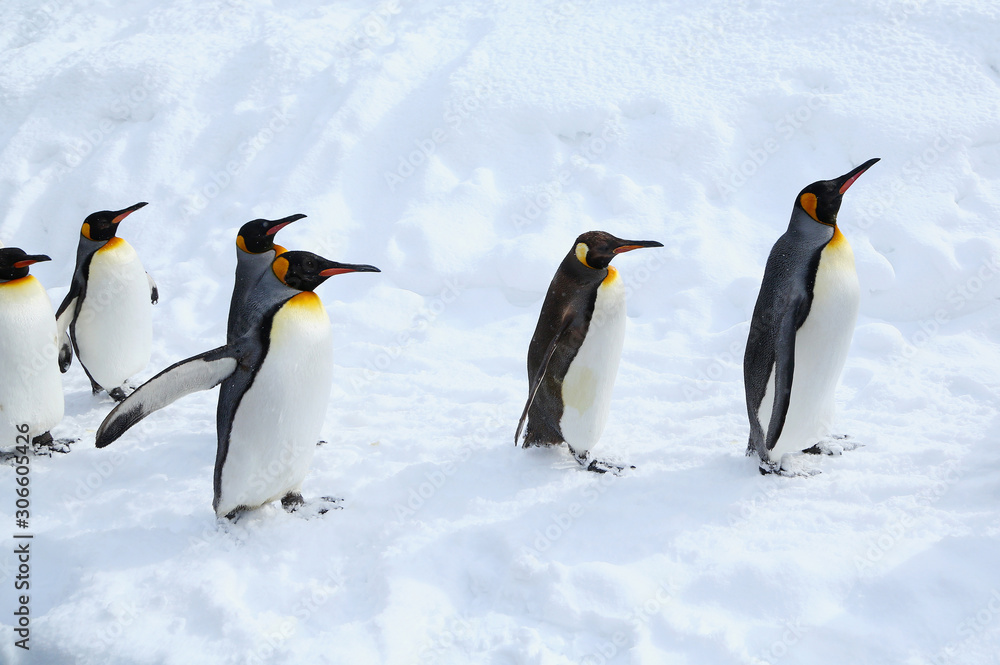 Fototapeta premium キングペンギンの散歩