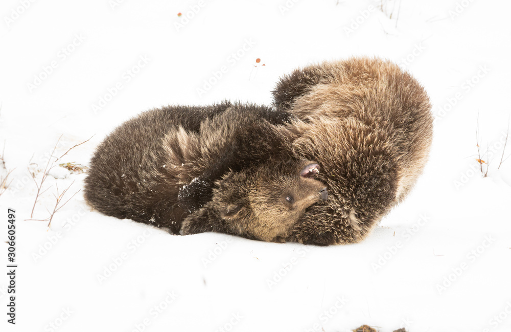 Obraz premium Grizzly bear cubs in the winter