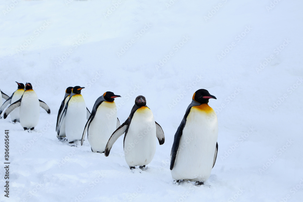 Fototapeta premium キングペンギンの散歩