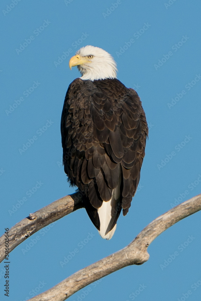Bald Eagle Perched on Branch Bald Eagle Perched on Branch