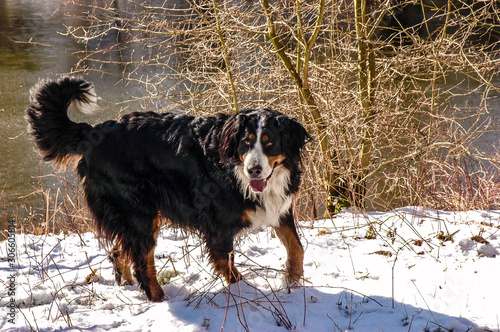 Bernese mountain dog walking in the snow at the edge of a pond