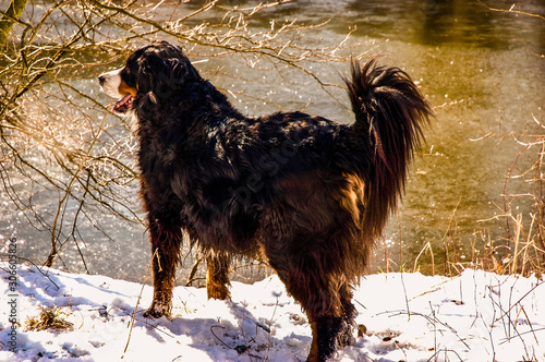 Bernese mountain dog standing in the snow at the edge of a pond