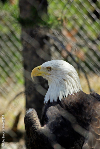 Bald Eagle Closeup Profile