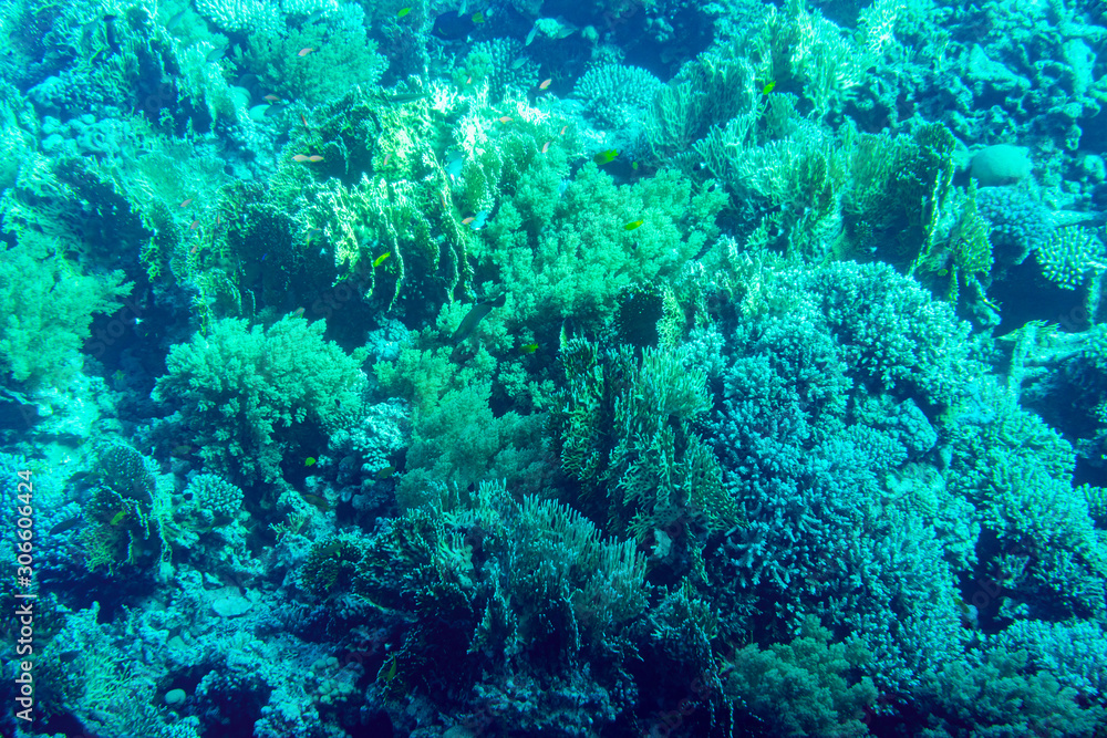 A thriving,healthy coral reef covered in hard corals, soft coral with abundant fish life. toned A thriving,healthy coral reef covered in hard corals, soft coral with abundant fish life. toned