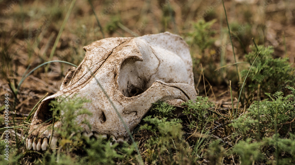 skull in field