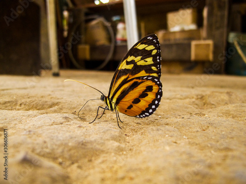 lycorea halia butterfly standing on the ground photo