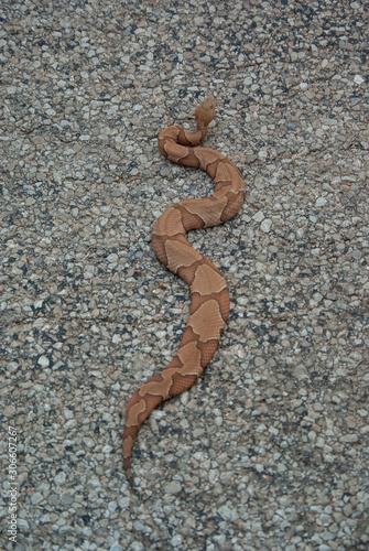 Copperhead on Road