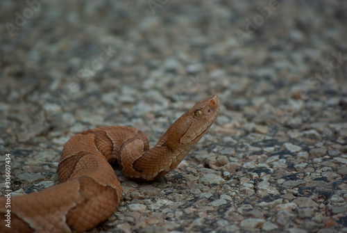 Closeup of Copperhead on Road