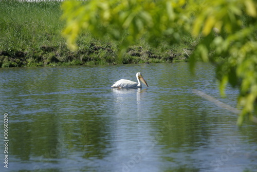 Pelican on Water