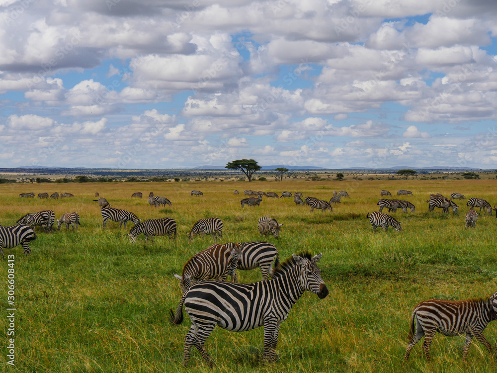 Fototapeta premium Zebres