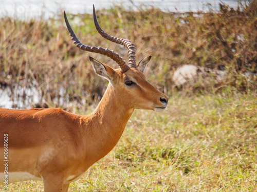 Antilopes d'Afrique