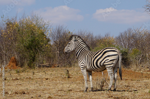 Zebres d Afrique