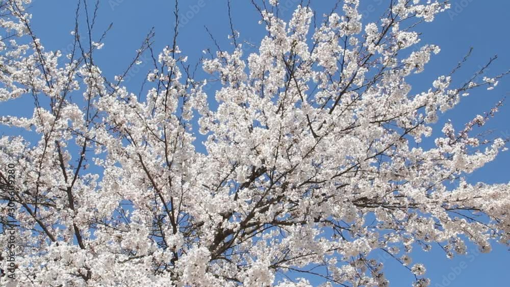 青空と満開の桜