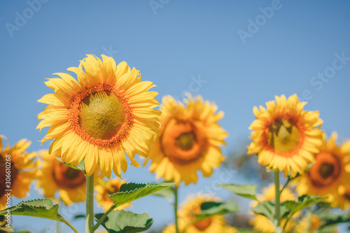 sunflowers on blue sky background