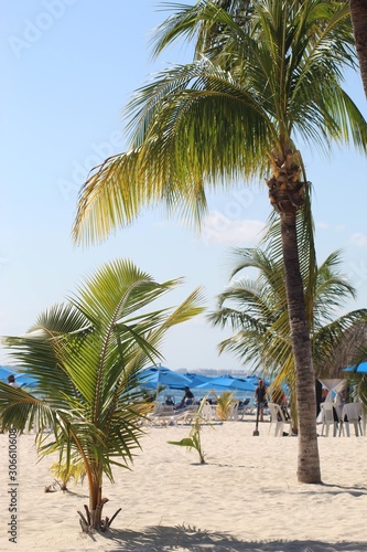 palm trees on the beach © JuanJesus