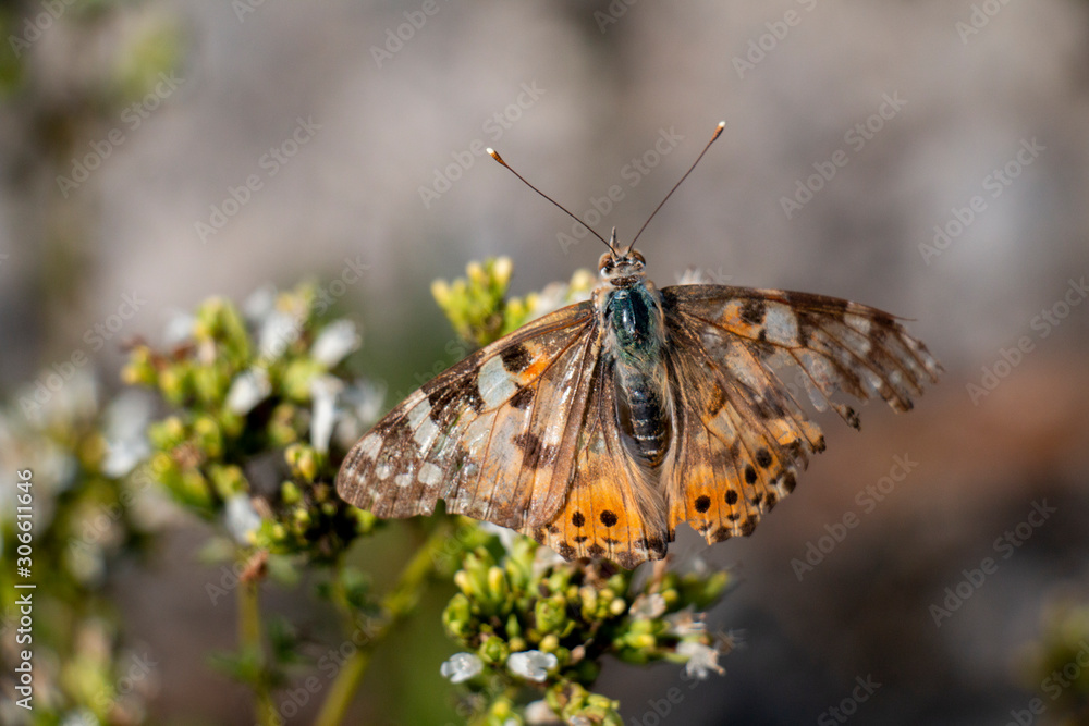 Obraz premium Butterfly On Oregano 15