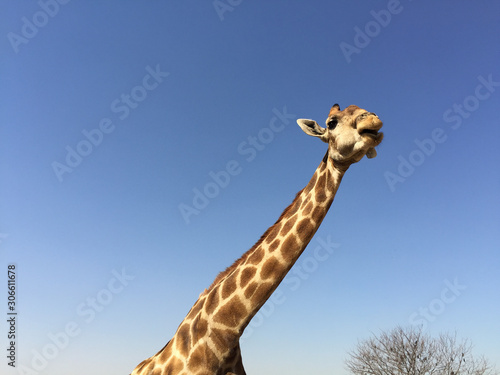 Photography Wildlife