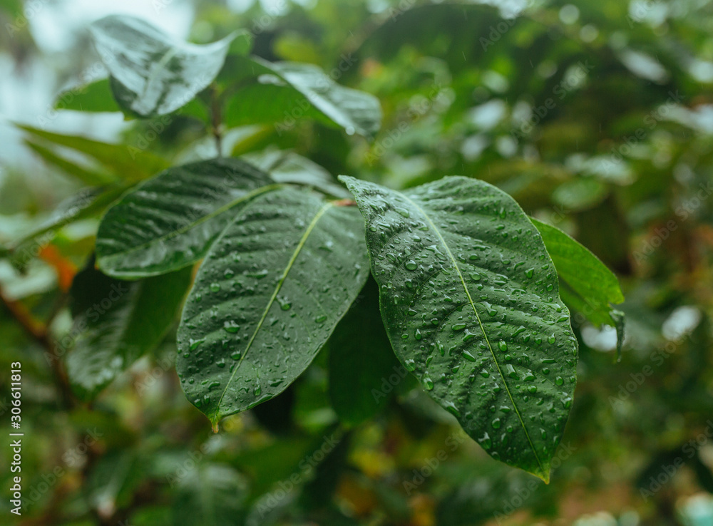 Green leaves in Asian tropical rainforest, Thailand Green leaves in Asian tropical rainforest, Thailand