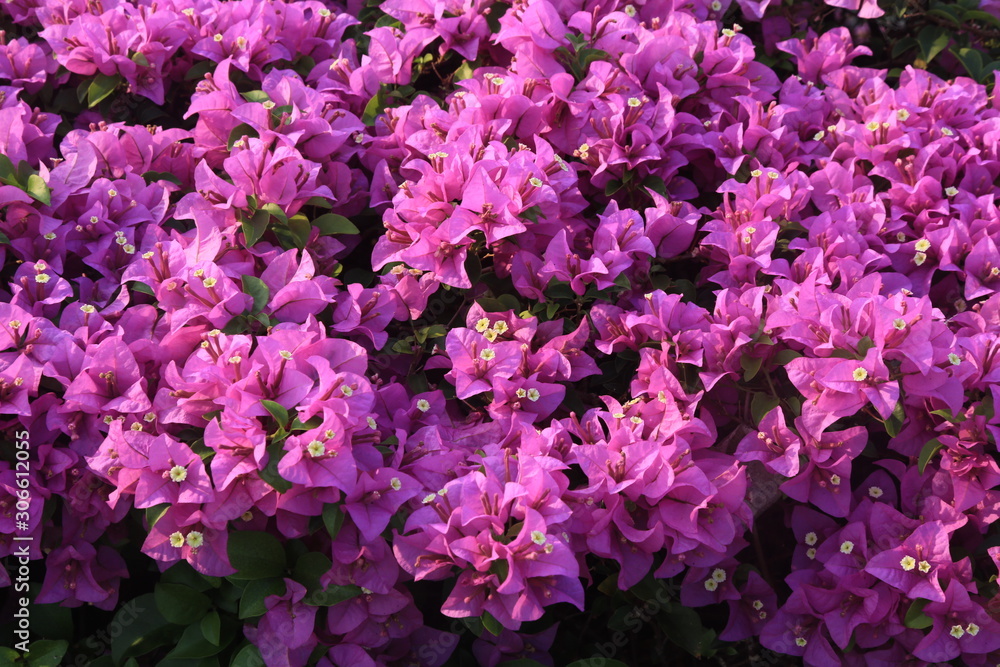 Beautiful flowers and trees located in a garden park Beautiful flowers and trees located in a garden park