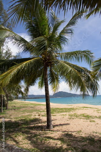 Ipomoea pes-caprae, also known as bayhops, beach morning glory or goat's foot on Mai Khao beach, phuket, Thailand