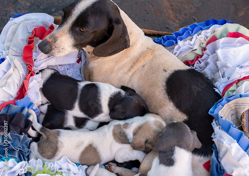 Newborn Puppies