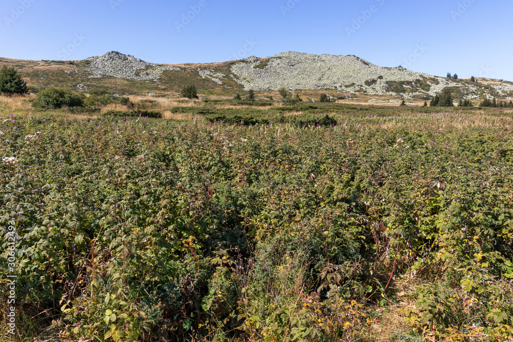 Autumn Panorama of Vitosha Mountain, Bulgaria