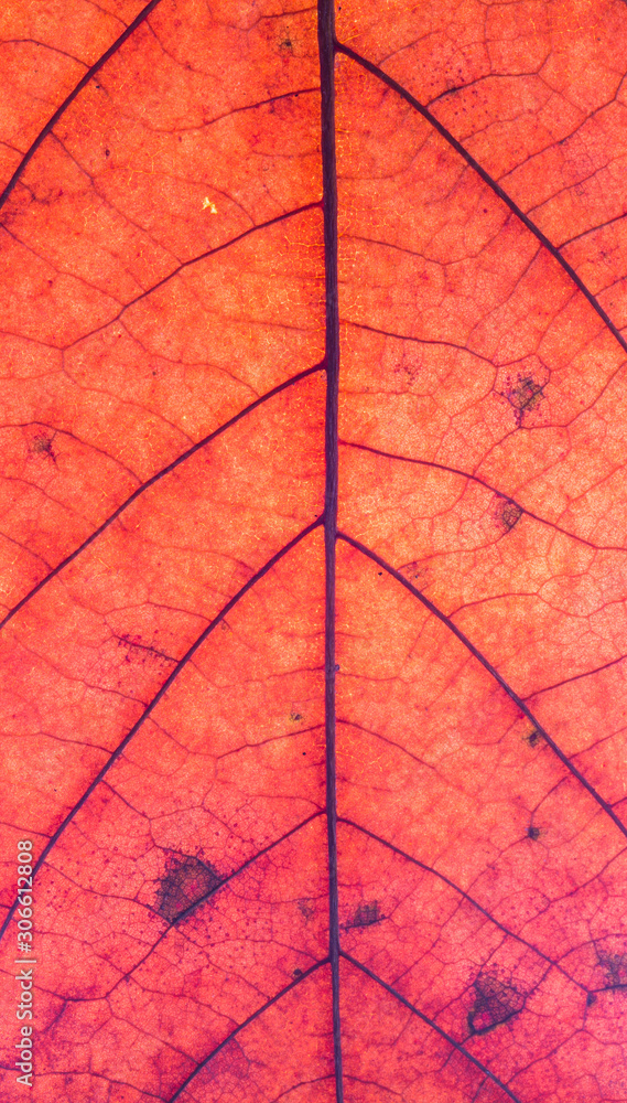 Obraz premium Blattstruktur