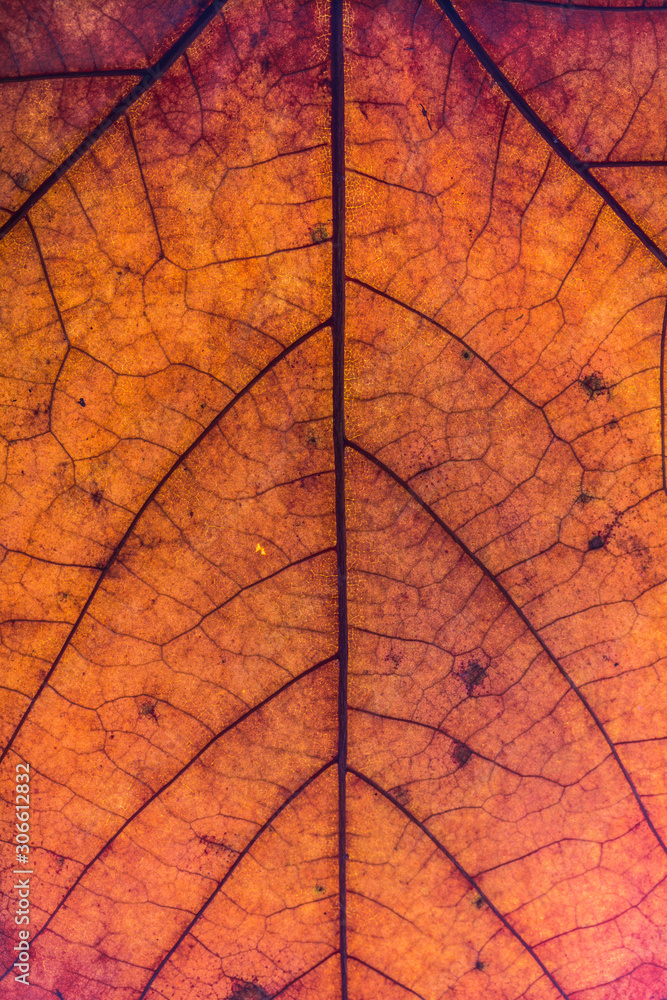Obraz premium Blattstruktur