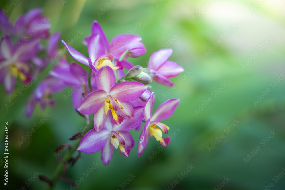 The background image of the colorful flowers The background image of the colorful flowers