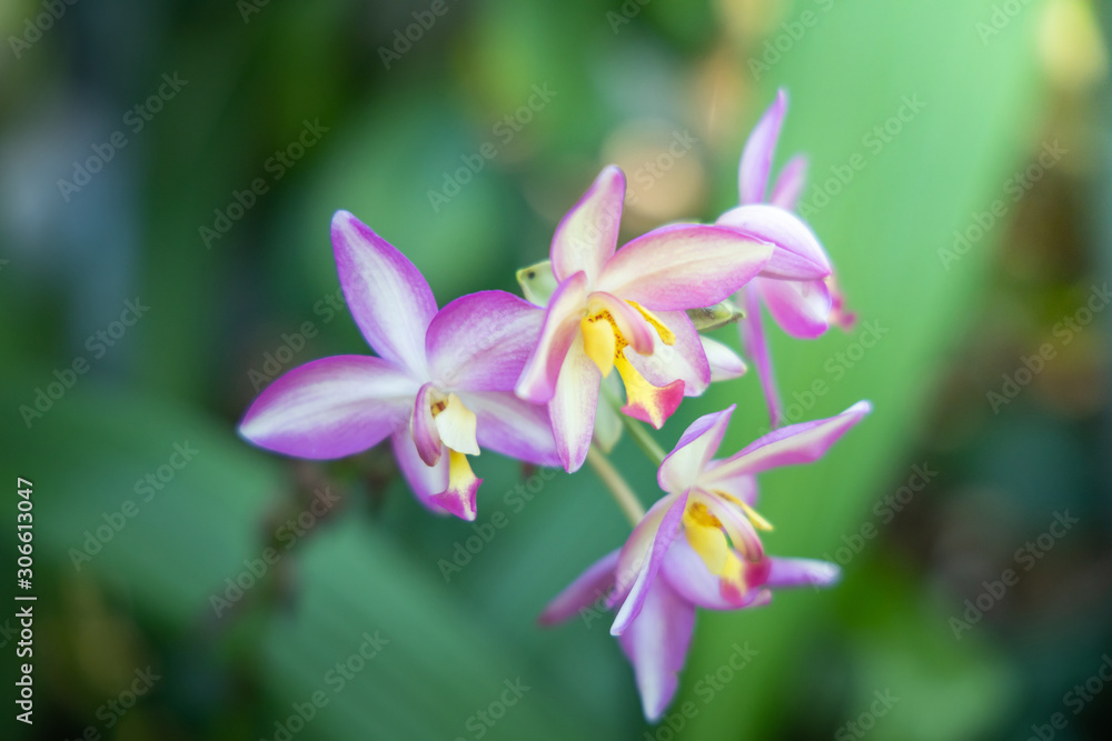 The background image of the colorful flowers The background image of the colorful flowers
