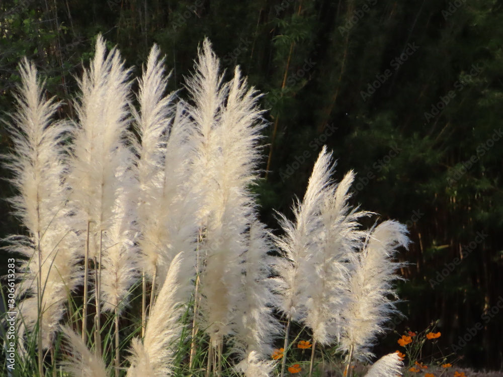 68 件の最適な 西洋ススキ 画像 ストック写真 ベクター Adobe Stock