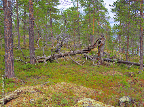 Old fallend deadwood pine tree in Lapland forest, Finland