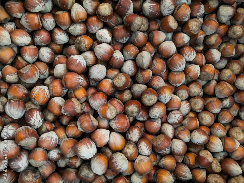 It's autumn and time to harvest hazelnuts It's autumn and time to harvest hazelnuts