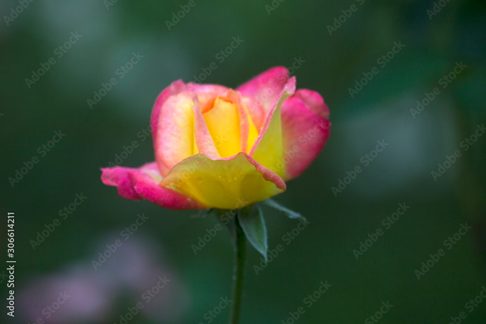 Pink blooming rose flowers in bush in green summer garden in public park